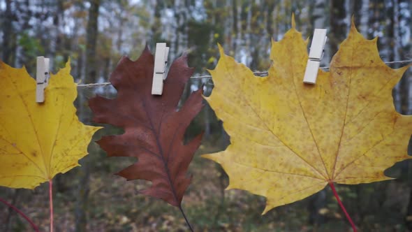 Autumn Composition With Yellow Leaves alt