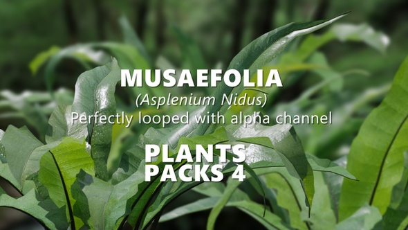 MUSAEFOLIA (Asplenium Nidus) Looped plants