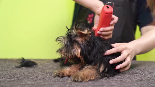 Groomer Cuts of Yorkshire Terrier By Haircut Machine for Animals alt