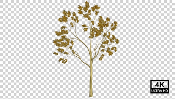 Growing Golden Tree alt
