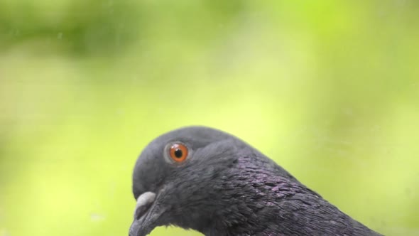 Pigeon Head Close alt