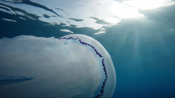 Sea Lung Jellyfish Swim Underwater in the Ocean alt