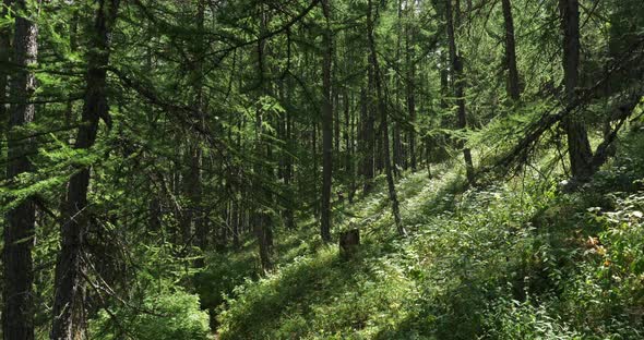 The Crévoux valley, Embrun, Hautes Alpes department, France alt