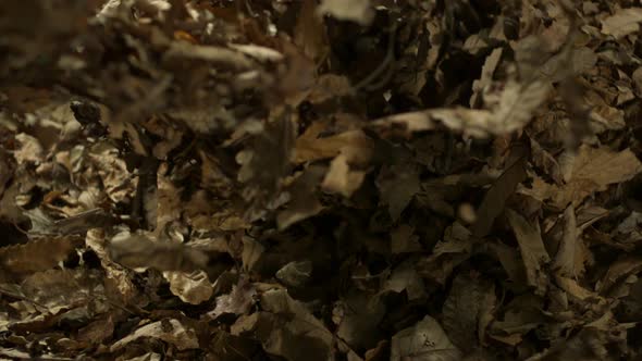 Dried leaves falling, Slow Motion, Stock Footage | VideoHive