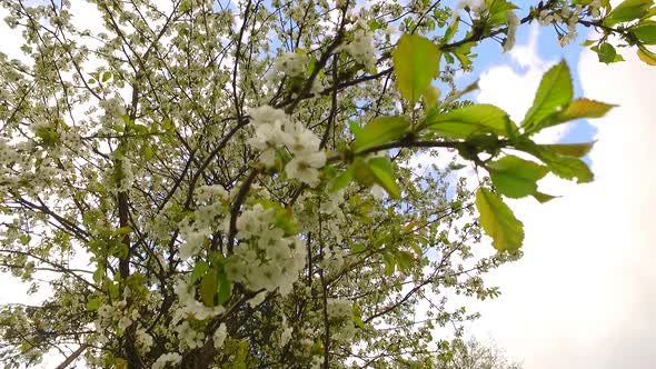 White Petals of Cherry in the Light Wind