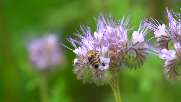 Bee during pollination process in flower during sunlight, flora and fauna in wild nature - macro Det alt