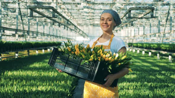 A Greenhouse Worker Holds Basket of Tulips and Smiles at a Camera. alt