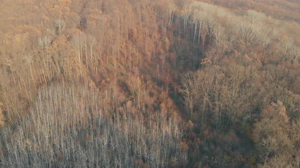 Aerial Colorful Forest. Picturesque Autumn Landscape, Deciduous Tree Tops and Leaves Bird's-eye View