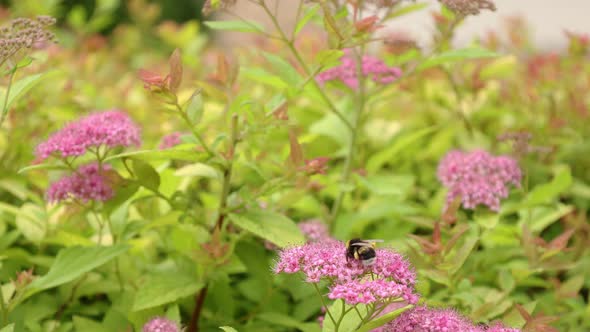 Bumblebee Collects Nectar on Pink Flowers in Summer