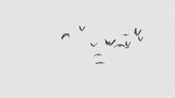 Sparrow Birds - Flock of 13 Flying Over Screen - Side Angle - Transparent Transition - Alpha Channel