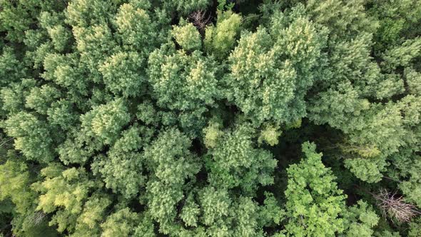 Flying Low Over the Trees Topdown View of the Summer Forest