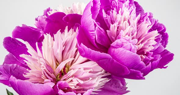 Timelapse Bouquet of Pink Peonies Blooming on a White Background. Blooming Peonies Flowers Open alt