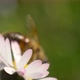 Honey Bee Daisy Meadow - VideoHive Item for Sale