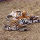 Tiger Cubs Frolic Play Bite Each Other in Cage - VideoHive Item for Sale