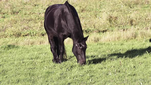 A black horse grazes in an autumn pasture bathed in warm sun. The horse is eating grass.