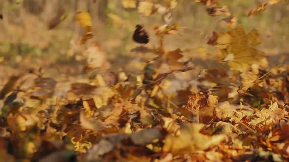 Car Driving Through Autumn Forest, Swirling Colorful Leaves alt