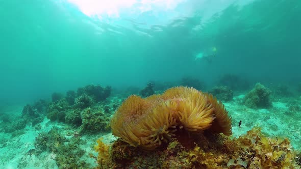 Coral Reef and Tropical Fish. Bohol, Philippines alt