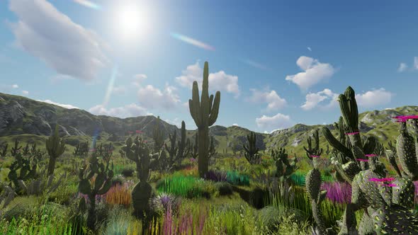 Wild Cactus Field Time Lapse 4K