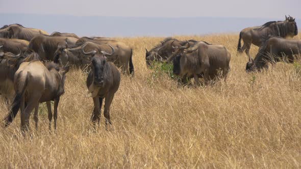 Wildebeests standing and grazing on grassland  alt