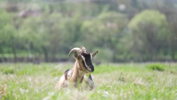 Domestic Milk Goat with Long Beard and Horns Resting on Green Pasture Grass on Summer Day alt