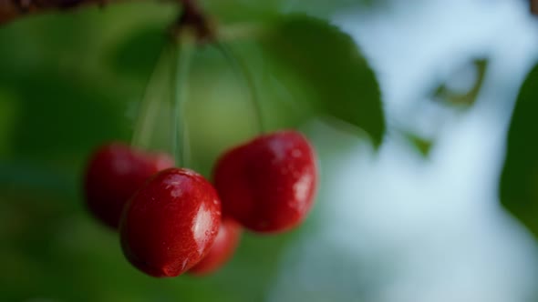 Wet Sweet Cherry Fruit Hanging Tree Close Up alt