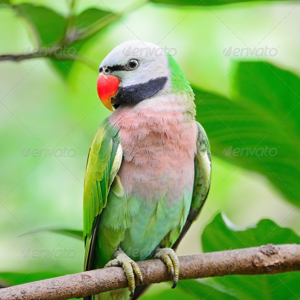 male Red-breasted Parakeet - Stock Photo - Images