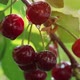 Cherries on a Branch in the Rain - VideoHive Item for Sale
