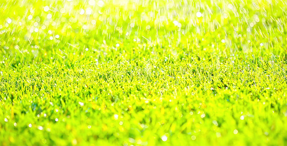 Green Grass 6