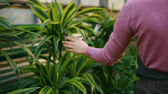 Closeup View of Female Hand Touching Leaves of Different Plants While Walking Among Rows of Flowers alt