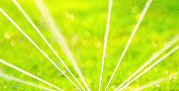 Green Grass 14