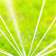 Green Grass 16 - VideoHive Item for Sale