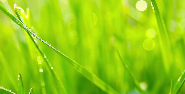 Green Grass 19