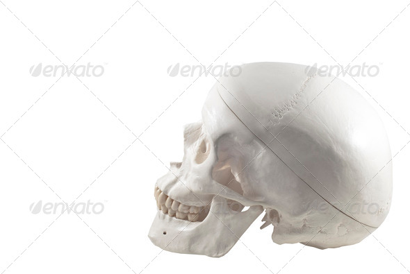 Human skull model,isolated - Stock Photo - Images