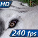 Pet Dog - VideoHive Item for Sale