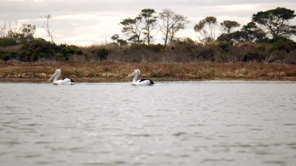 A pair of large Australian pelicans wade down a creek. PAN LEFT. alt