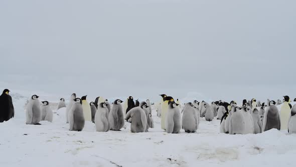 Emperor Penguins with Chicks Close Up in Antarctica
