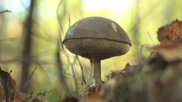 A Mushroom Picker Cuts a Mushroom with a Knife in the Forest alt