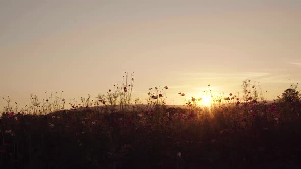 panning shot of cosmos flower in field with sunset