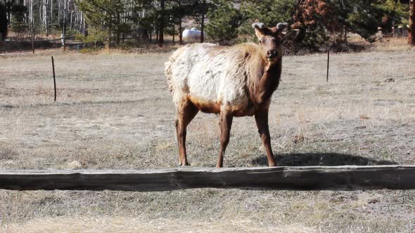 A small herd of segregated bull elk near Estes Park Colorado are grazing in early spring.  They are alt