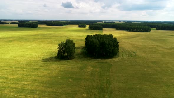 Forest On The Backgound Of Yellow Field