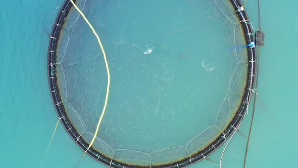 Farm Salmon Fishing in Norway alt