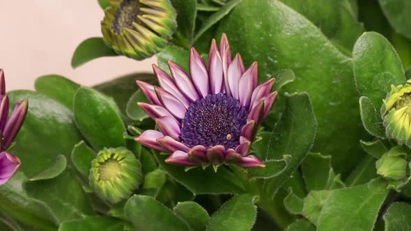 Time Lapse Blooming Osteospermum Flowers alt