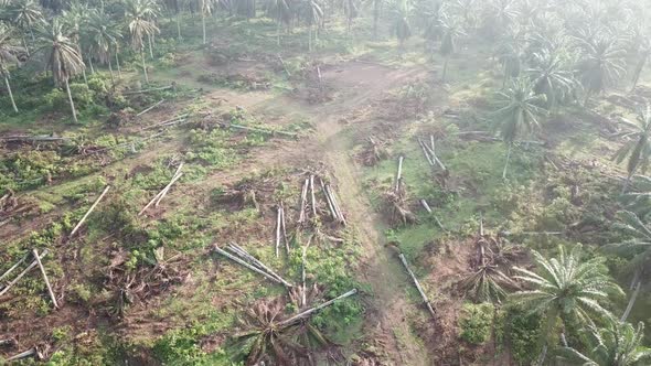 Dead oil palm plantation cleared for other purpose at Malaysia alt