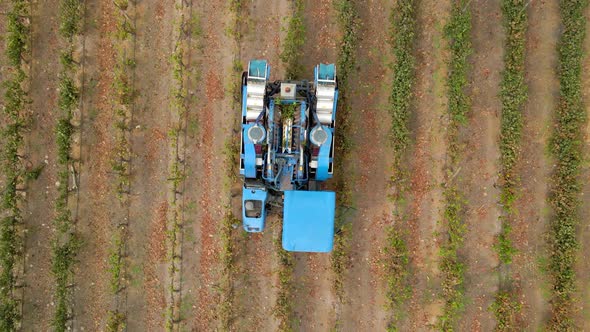 Overhead zoom out view of a blue grape harvester passing a line of vines in Talagante, Chile. alt