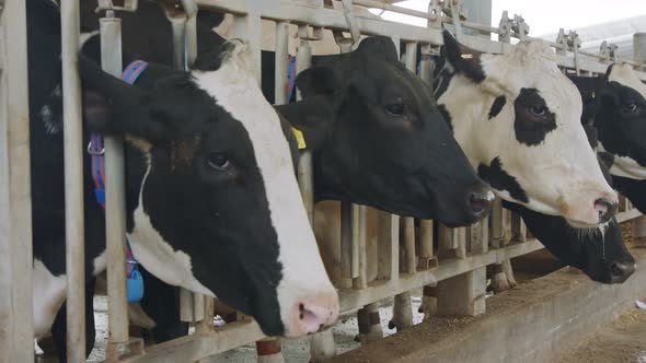 Cows eating Silage in a large dairy farm, milk production alt