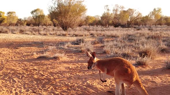 Kangaroo in Red Desert Landscape, Stock Footage | VideoHive