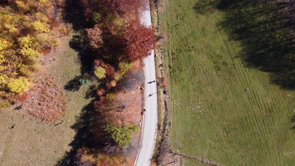 Aerial drone of autumn day with beautiful vibrant colorful leaves in the trees. Sheep on the road.