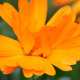 Calendula  - VideoHive Item for Sale