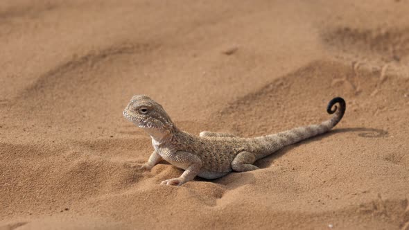 Lizard with head up in desert sands.