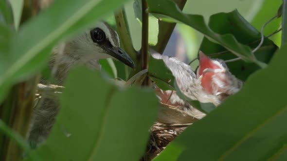 Bird Mother Feeding Her Chicks alt